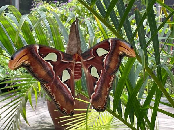 Schmetterling Schmetterling