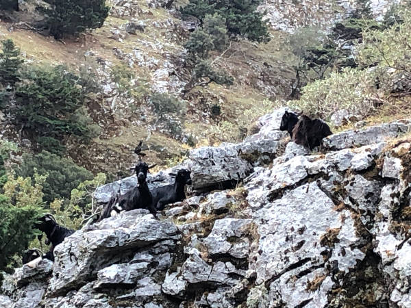 Imbros-Schlucht (3) Imbros-Schlucht (3)