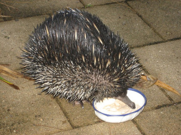 Ekidna Ekidna