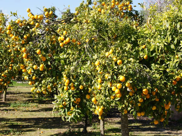 Orangenbäume