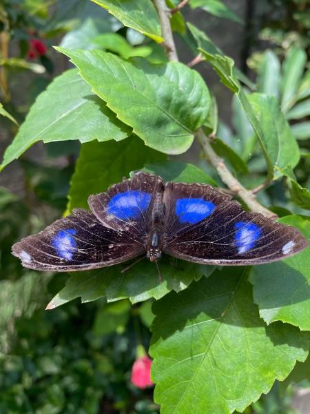In der Schmetterlingsfarm (© Frank Stein) In der Schmetterlingsfarm