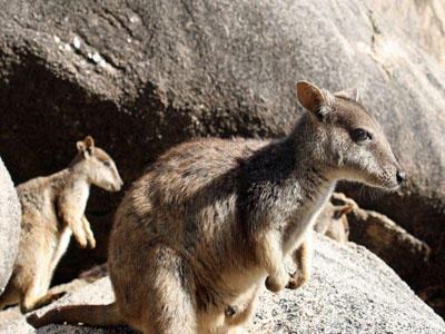 Magnetic Island - Rockwallabie Magnetic Island - Rockwallabie