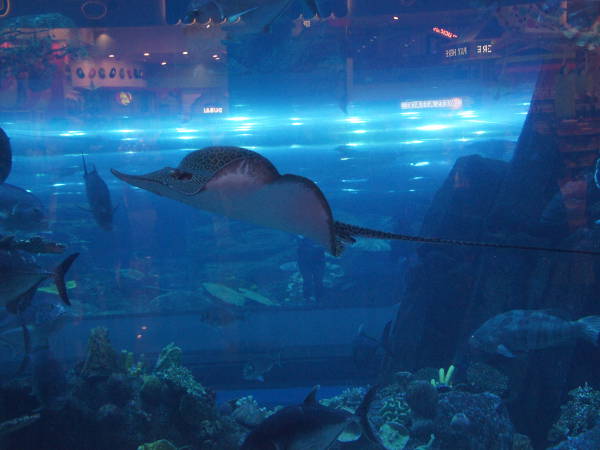 Aquarium Aquarium