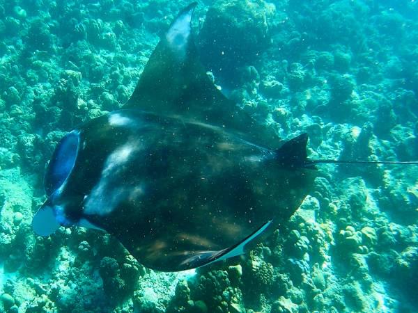 Manta am Hausriff Manta am Hausriff