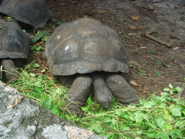 Riesenlandschildkröte