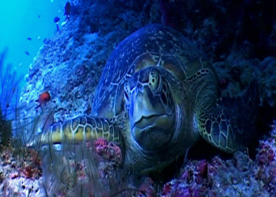 Schildkröte am Riff Schildkröte am Riff