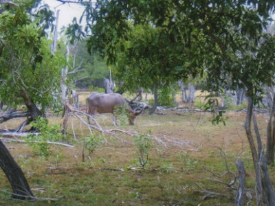 Arnhem Land - Wasserbüffel Arnhem Land - Wasserbüffel