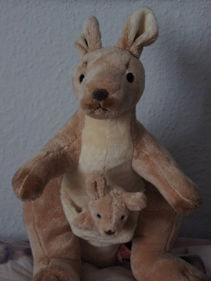 Känguru Känguru