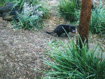 Tasmanischer Teufel Tasmanischer Teufel