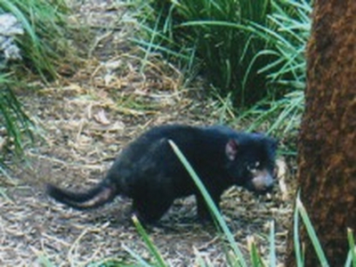 Tasmanischer Teufel Tasmanischer Teufel