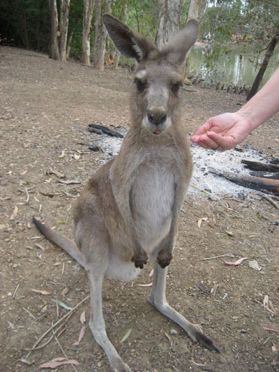 Känguru Australien