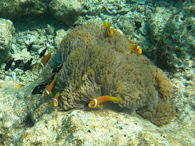 Clownfisch Clownfisch