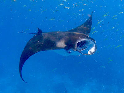 Mantarochen Mantarochen
