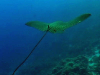 Stingray Stingray