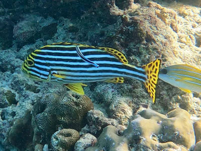 Orientalische Süßlippe Orientalische Süßlippe