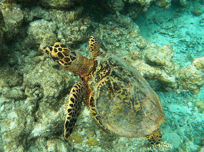 Schildkröte Schildkröte