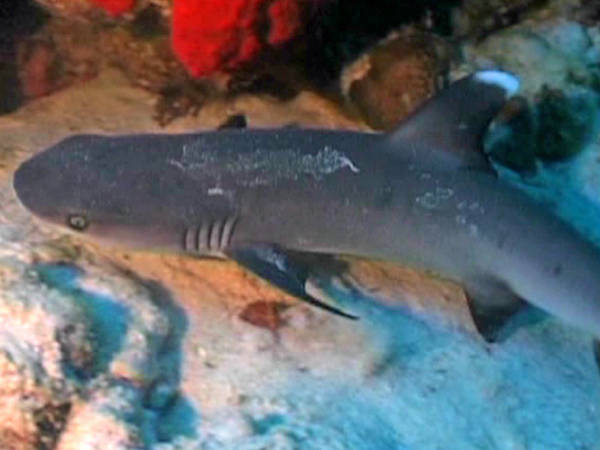 Weißspitzenriffhai Weißspitzenriffhai