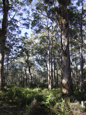 Karri-Bäume Karri-Bäume